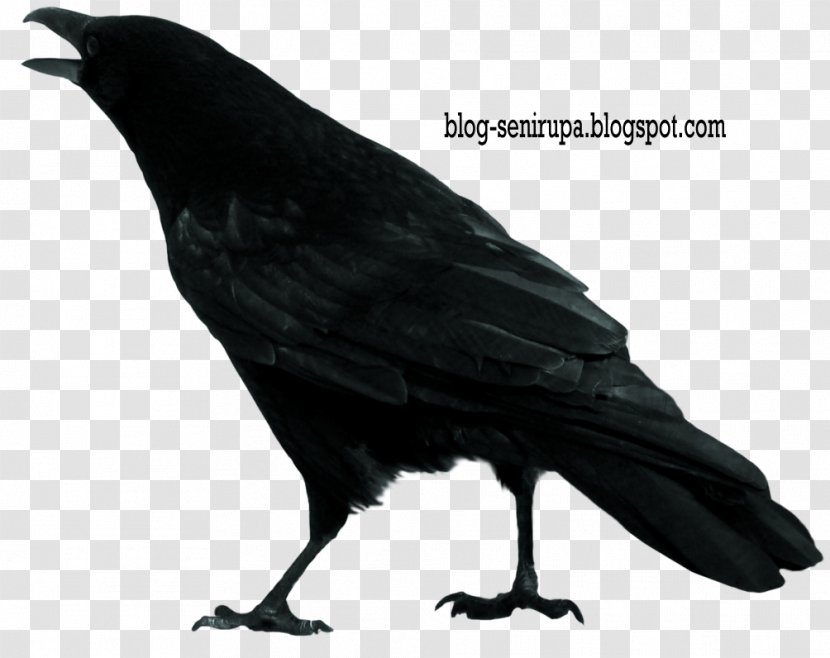 Crow Clip Art - Perching Bird Transparent PNG