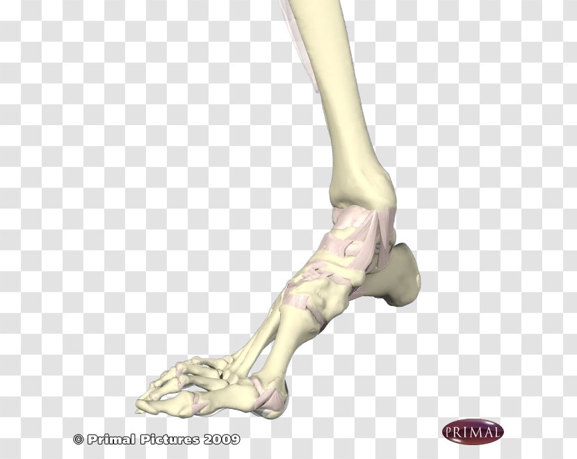 Finger Tailor's Bunion Foot Bunionectomy - Tree - Ankle Pain Transparent PNG
