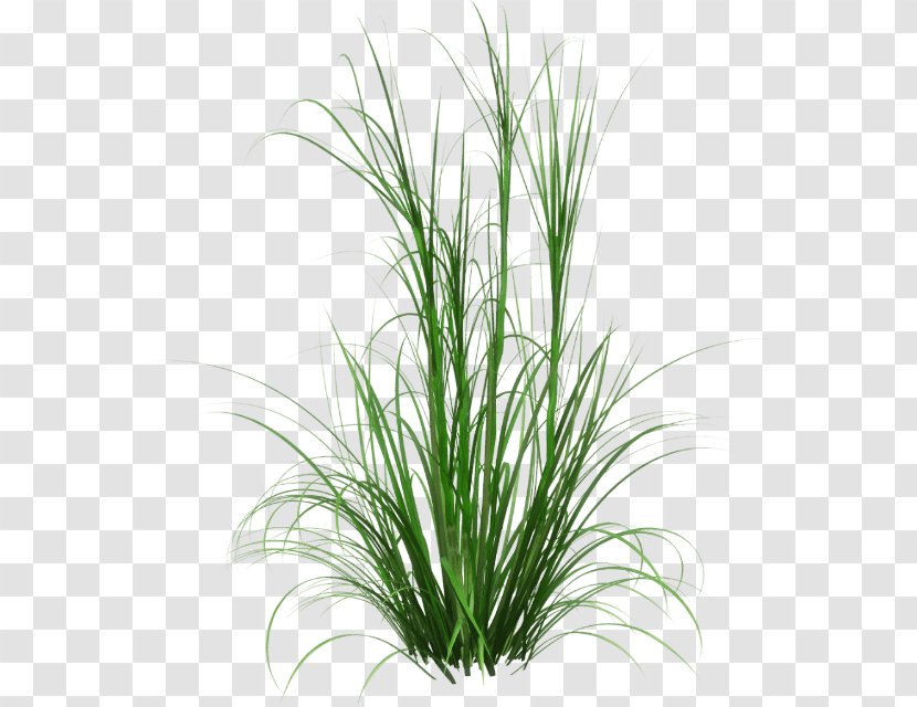 Corkscrew Rush Fountain Grass Ornamental Spreading - Chrysopogon Zizanioides Transparent PNG