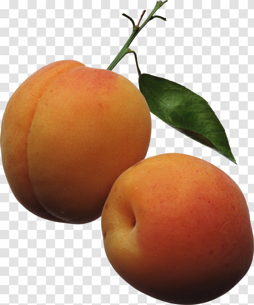 Apricot Fruit Peach Clip Art - Prunus Mandshurica - Image Transparent PNG