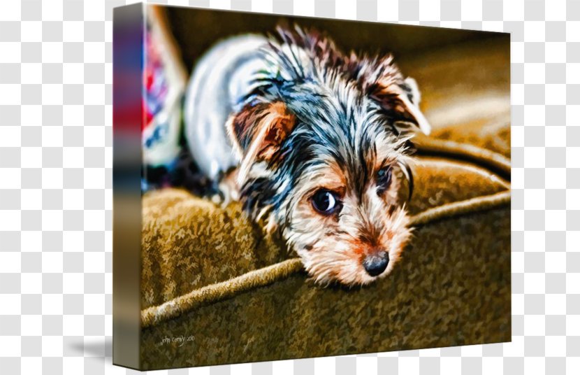 Yorkshire Terrier Morkie Puppy Dog Breed Companion - Snout Transparent PNG