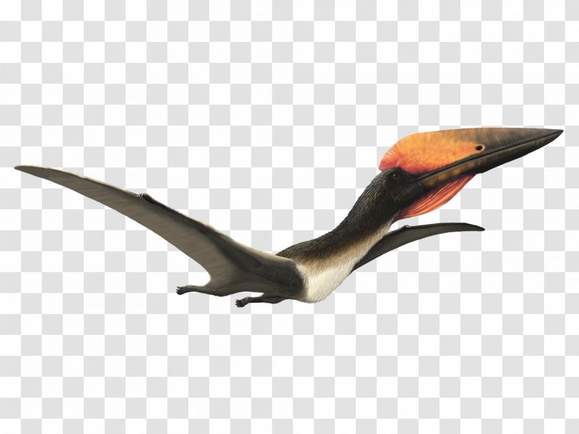 Hatzegopteryx Late Cretaceous Pterosaurs Quetzalcoatlus Aerotitan - Beak - Dinosaur Transparent PNG