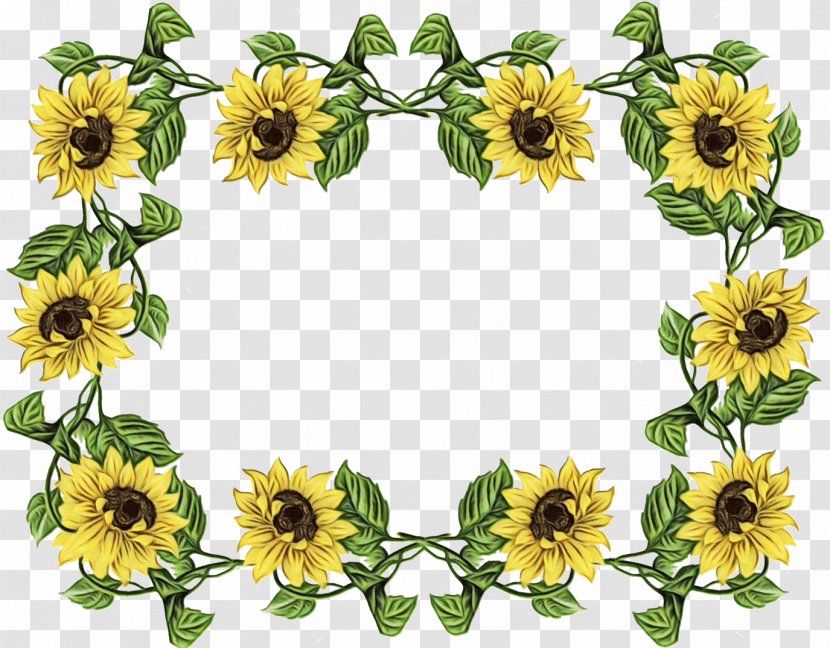Flowers Background - Mayweed - Cut Transparent PNG