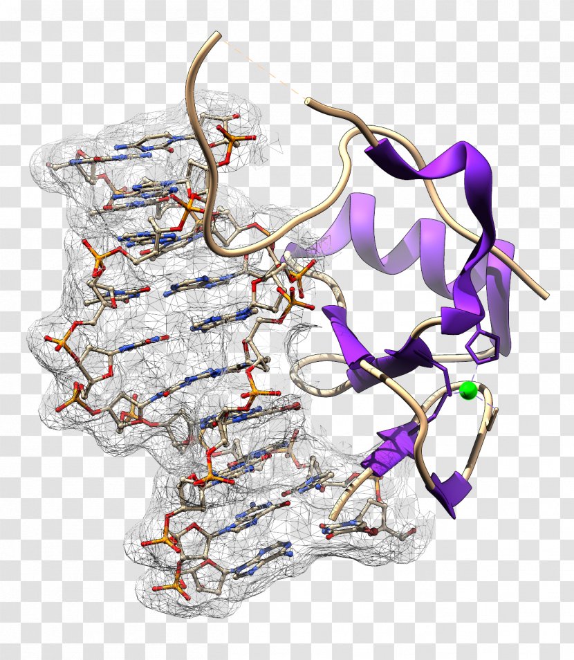 University Of California, Berkeley P Element Transposase DNA - Silhouette - Chipsequencing Transparent PNG