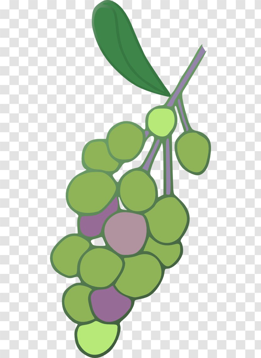 Common Grape Vine Concord Leaves Clip Art - Napa Valley Ava Transparent PNG