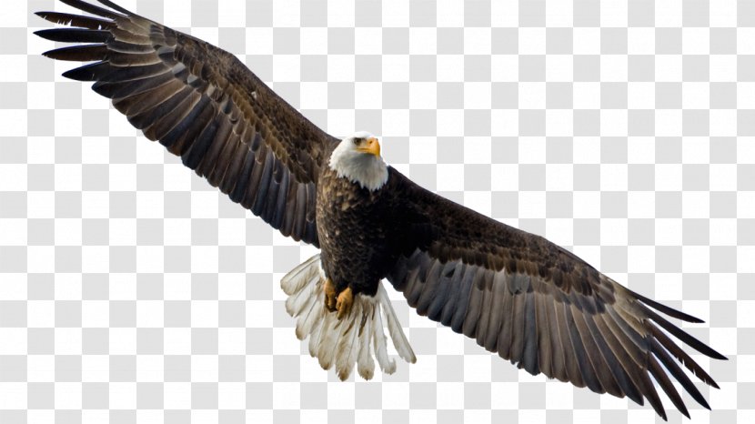 Bald Eagle Clip Art Flight - Bird Of Prey - Desktop Wallpaper 4k Resolution Transparent PNG