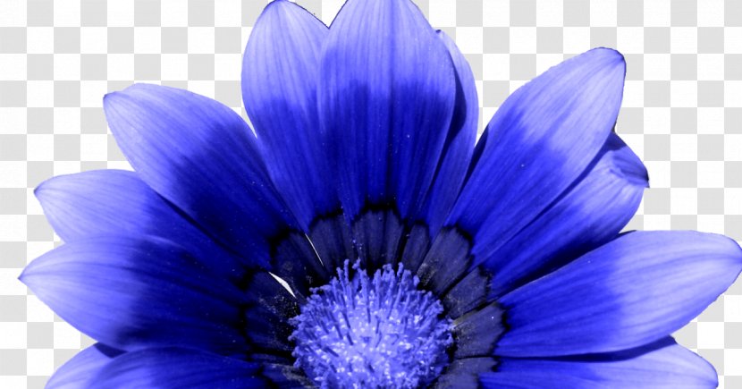 Purple Watercolor Flower - Wildflower - Viola Herbaceous Plant Transparent PNG