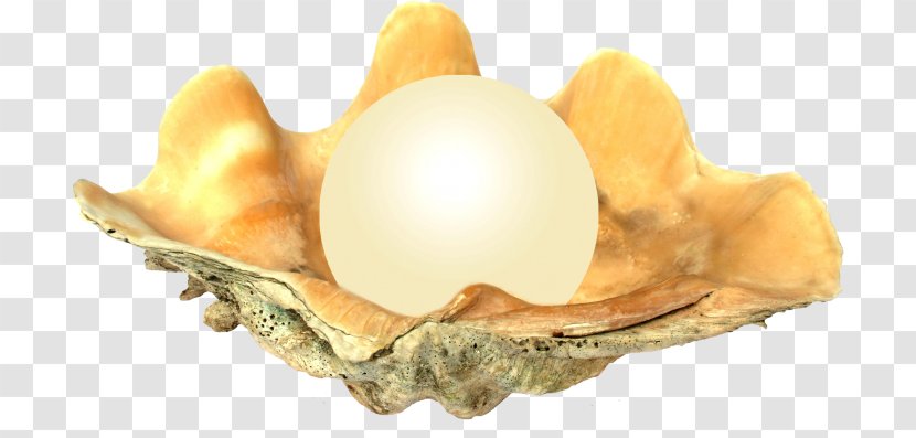 Pearl Desktop Wallpaper Oyster - Information - Seashell Transparent PNG
