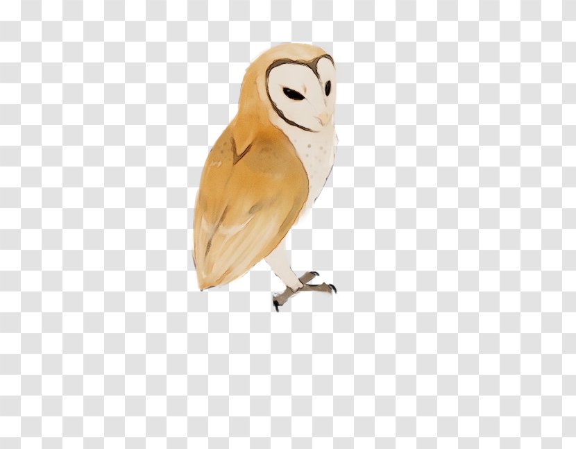 Owl Bird Barn Of Prey Beak - Wet Ink - Snowy Transparent PNG