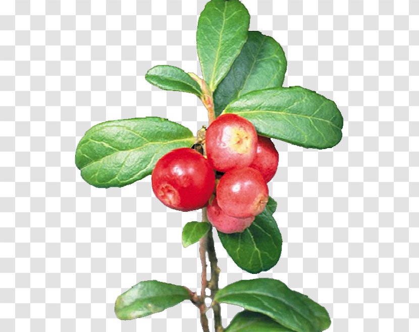 Cranberry Lingonberry - Cloudberry - Cherry Transparent PNG