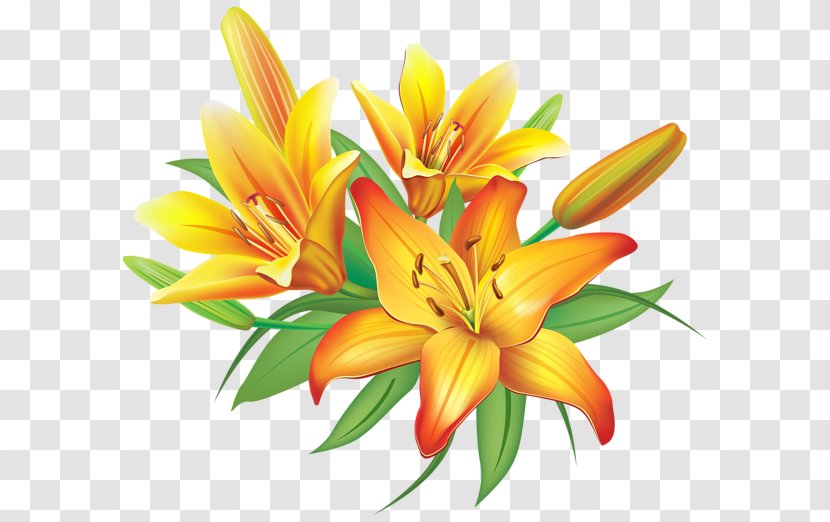 Flower Easter Lily Clip Art - Yellow Transparent PNG