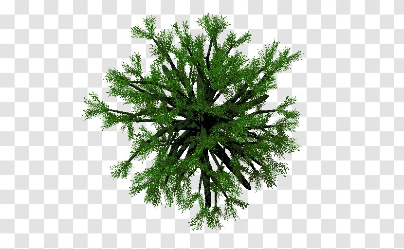 Fir Spruce Christmas Ornament Evergreen False Cypress - Skin Texture Transparent PNG