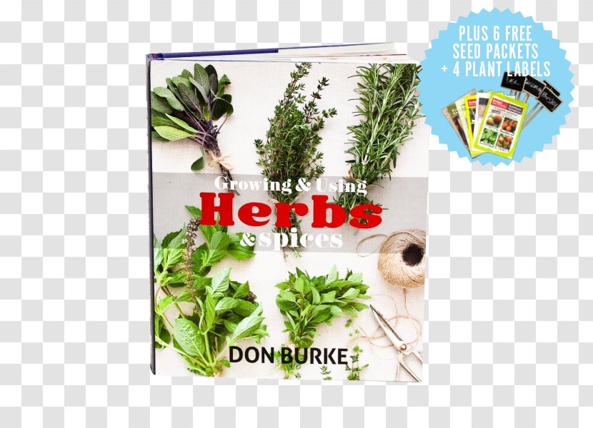 Herbalism Vegetable Plant Tree - Flora Transparent PNG