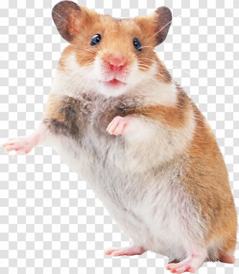 Hamster Mouse Pocket Pet Rodent - Muridae Transparent PNG