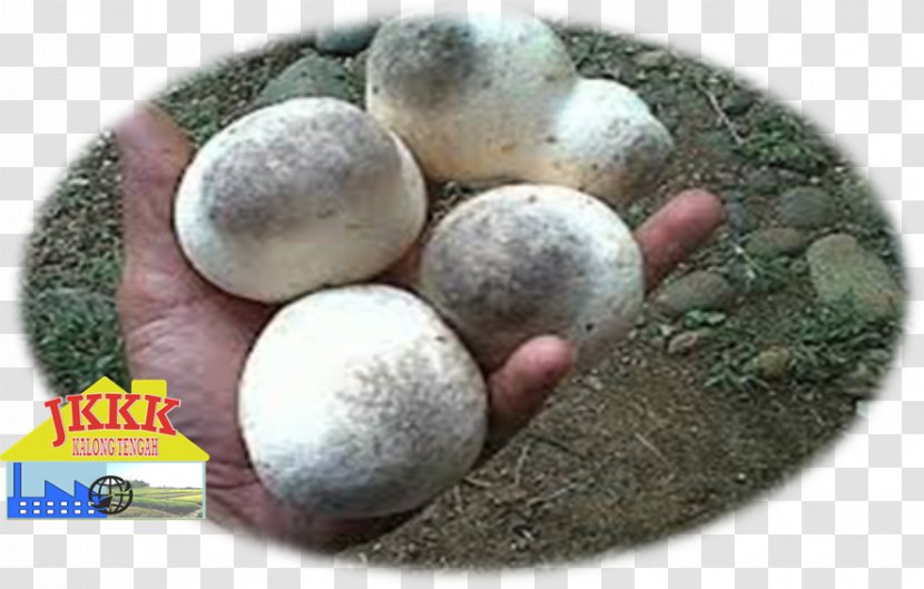 Straw Mushroom Harvest Common Budi Daya - Material Transparent PNG