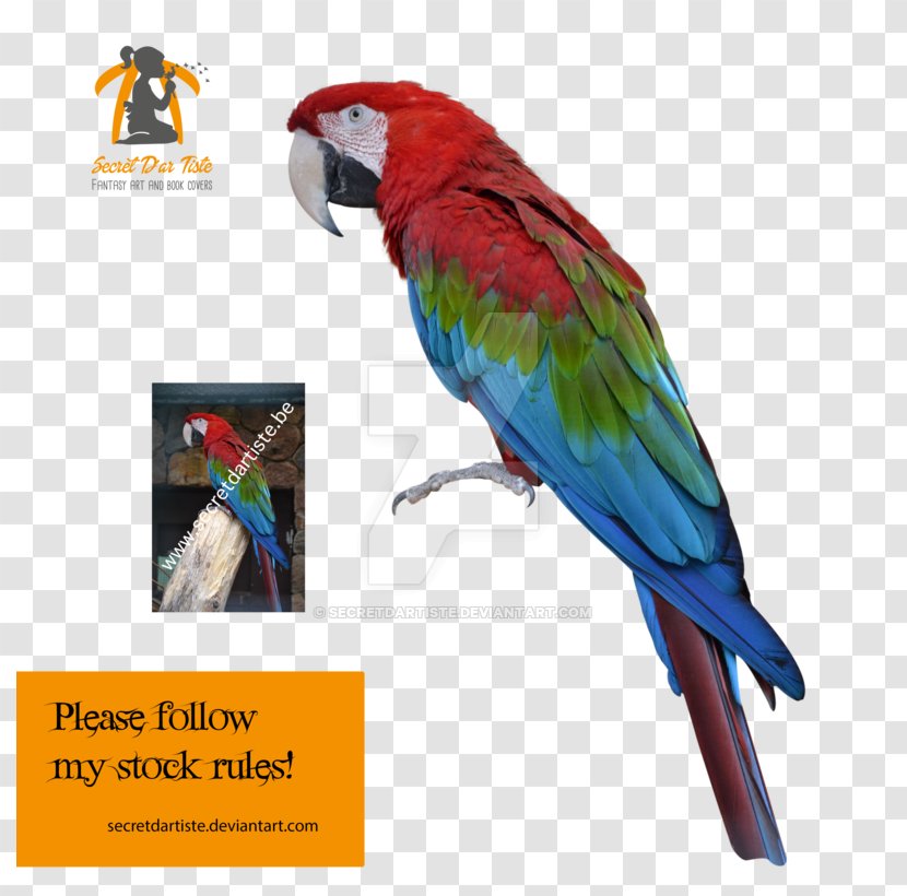 Macaw Parakeet Loriini Advertising Feather - Beak Transparent PNG