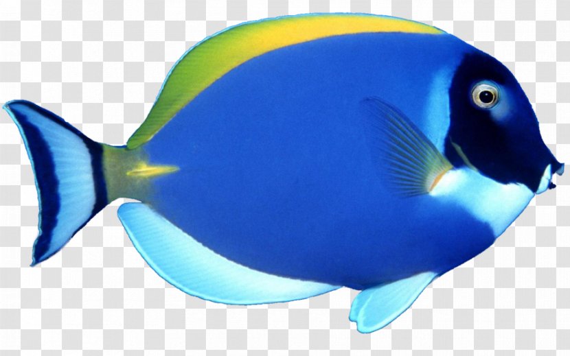 Fish Clip Art - Seafood - Blue Image Transparent PNG