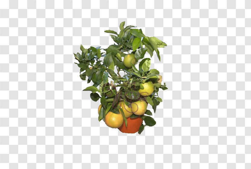 Bitter Orange Vegetarian Cuisine Food Fruit Tree Calamondin - Vegetable Transparent PNG