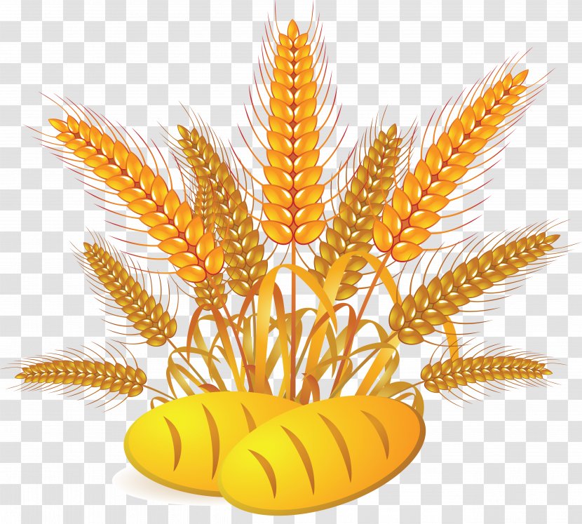 Cartoon Grass - Food Grain - Corn Transparent PNG