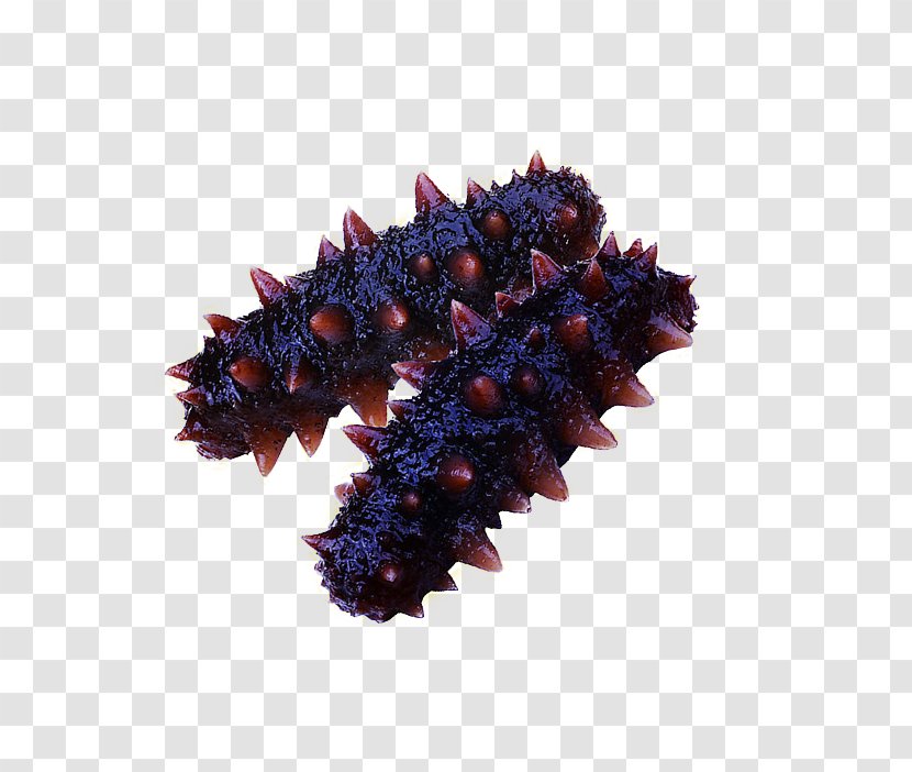 Sea Cucumber Purple Concepteur Vecteur Transparent PNG