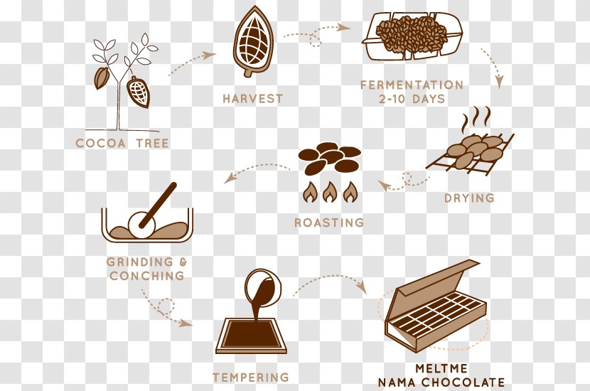 History Of Chocolate Cocoa Bean Cacao Tree Food Transparent PNG