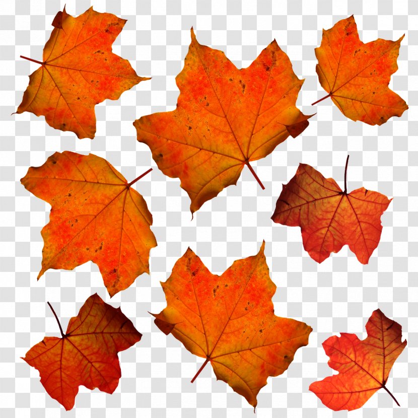 Autumn Leaf Color Orange - Maple Tree - Leaves Transparent PNG