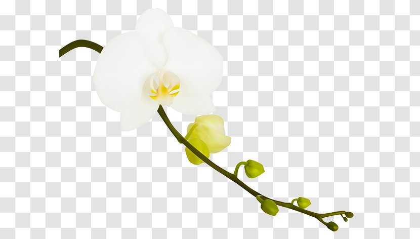 Photography Orchids - Cut Flowers - Branch Transparent PNG