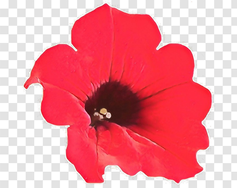 Flower Petal Red Plant Petunia Transparent PNG