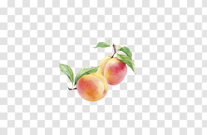 Peach Watercolor Painting Auglis - Fruit - Painted Transparent PNG