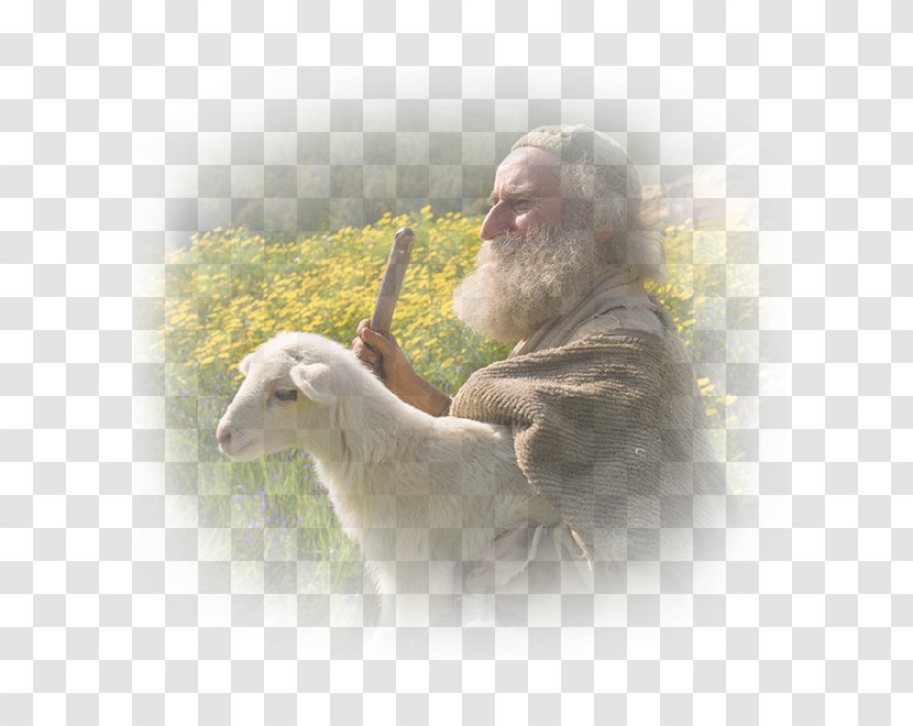 Parable Of The Lost Sheep Shepherd Parables Jesus Bible Transparent PNG