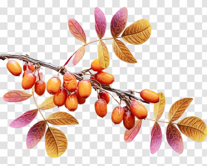 Christmas Tree Watercolor - Twig - Sorbus Fruit Transparent PNG