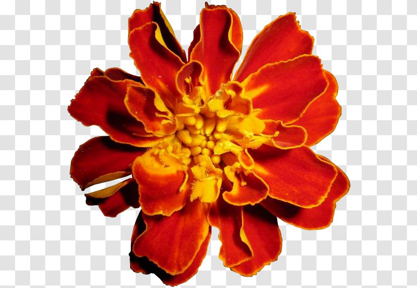 Marigold Cut Flowers Tea Petal Transparent PNG