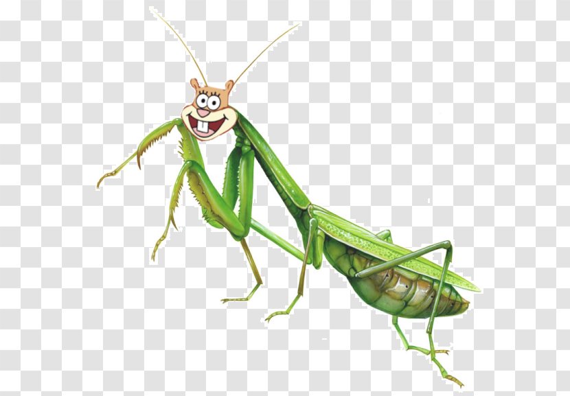 Insect Mantis Illustration Drawing Image - Grasshopper Transparent PNG