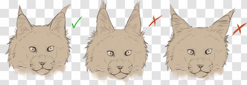 Maine Coon Domestic Rabbit Persian Cat Tail Race - Rabits And Hares Transparent PNG