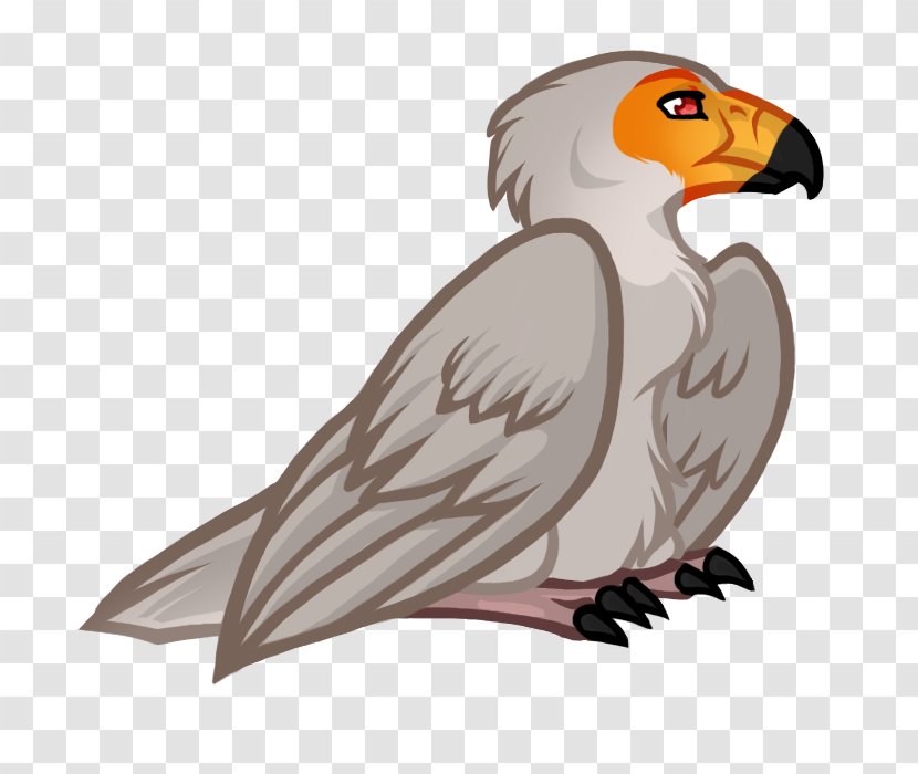 Owl Vulture Hawk Beak - Organism Transparent PNG