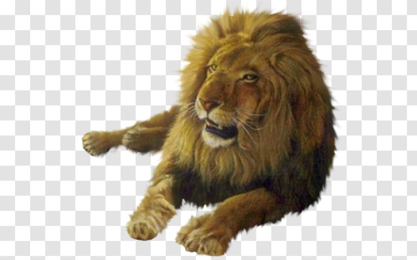 Lion Desktop Wallpaper Australia - Wildlife Transparent PNG
