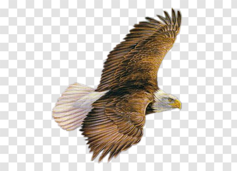 Bald Eagle GIF Image - Feather Law Transparent PNG