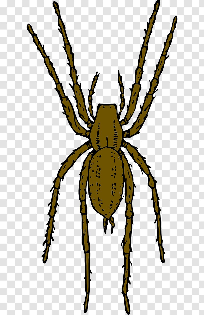 Brown Recluse Spider Clip Art - Araneus - Crawling Transparent PNG