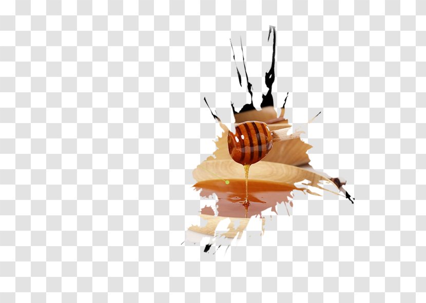 Honeycomb Bee - Membrane Winged Insect - Honey Transparent PNG