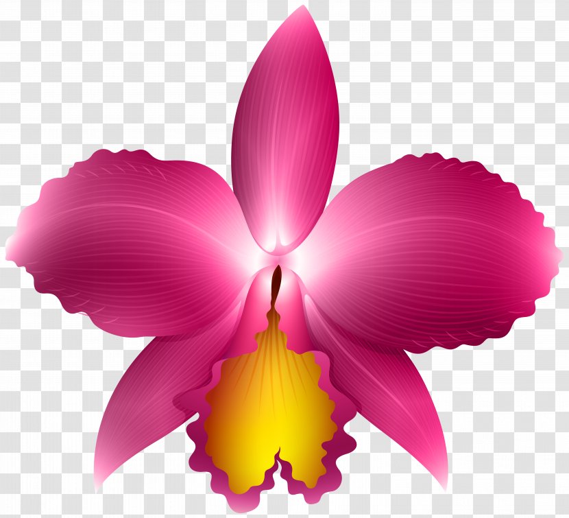 Orchid Clip Art - Seed Plant - Pink Transparent Image Transparent PNG