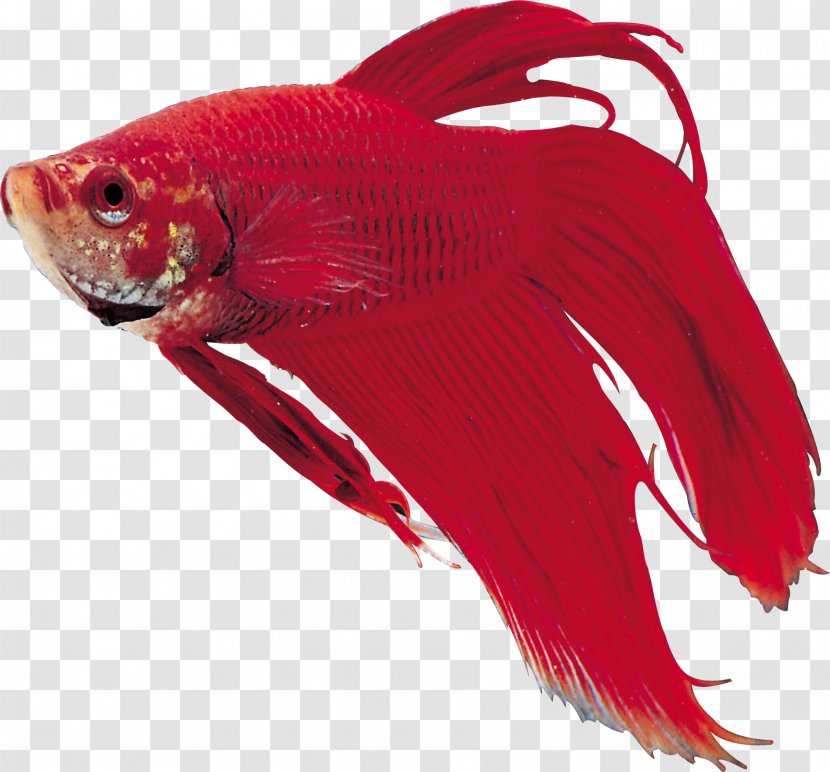 Goldfish Ornamental Fish - Red Transparent PNG