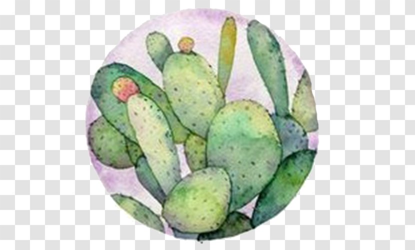 Barbary Fig Watercolor Painting Cactaceae Illustration - Crayon - Green Cactus Transparent PNG