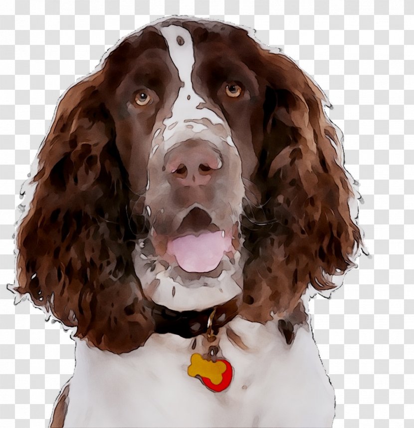 English Springer Spaniel Field Welsh Boykin Sussex - Dog Breed - Canidae Transparent PNG