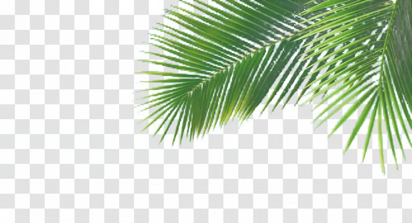 Arecaceae Green Leaf - Grass - Banana Leaves Transparent PNG