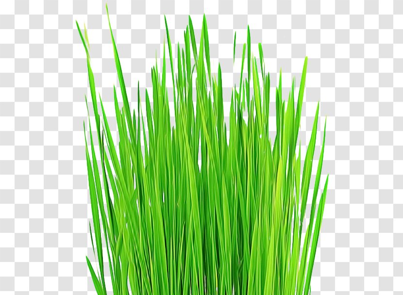 Grass Green Wheatgrass Plant Family - Fodder Chrysopogon Zizanioides Transparent PNG
