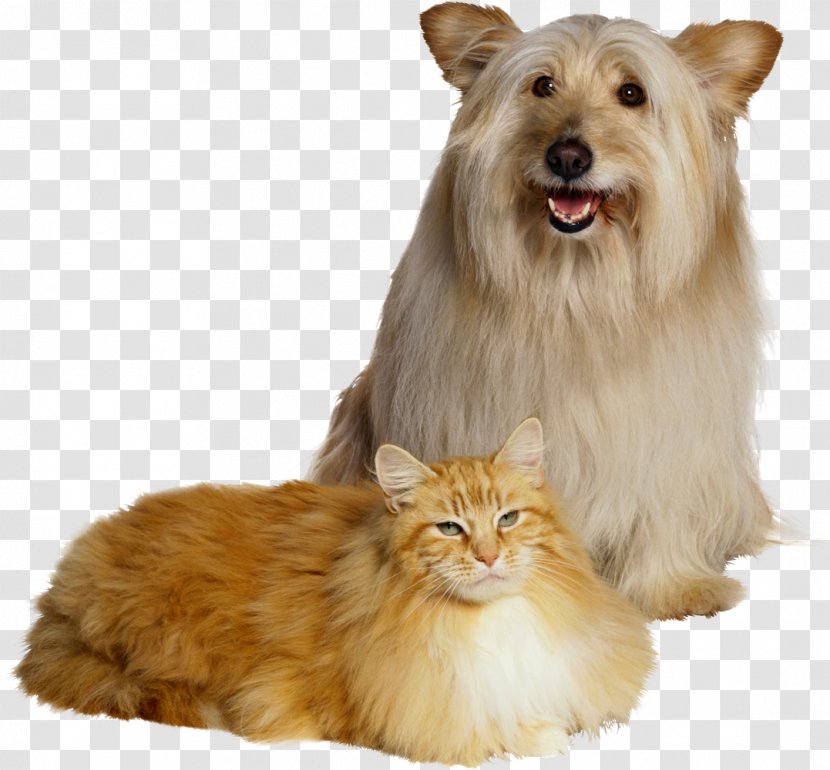 Dog Gums Pet Aerosol Spray Dental Calculus - Companion - Flea Transparent PNG