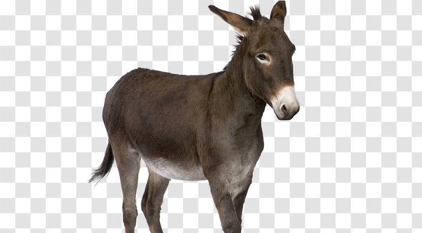Donkey Stock Photography Royalty-free - Horse Like Mammal Transparent PNG