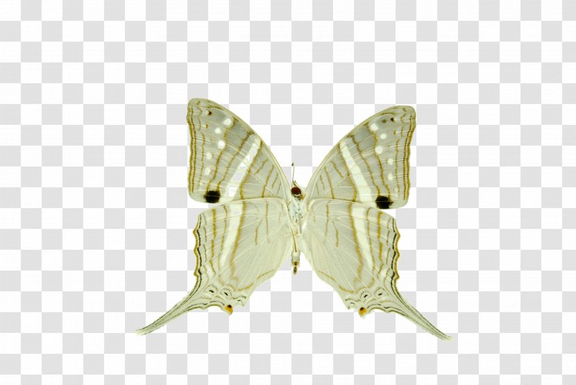Silkworm Moth - Butterfly - Insect Transparent PNG