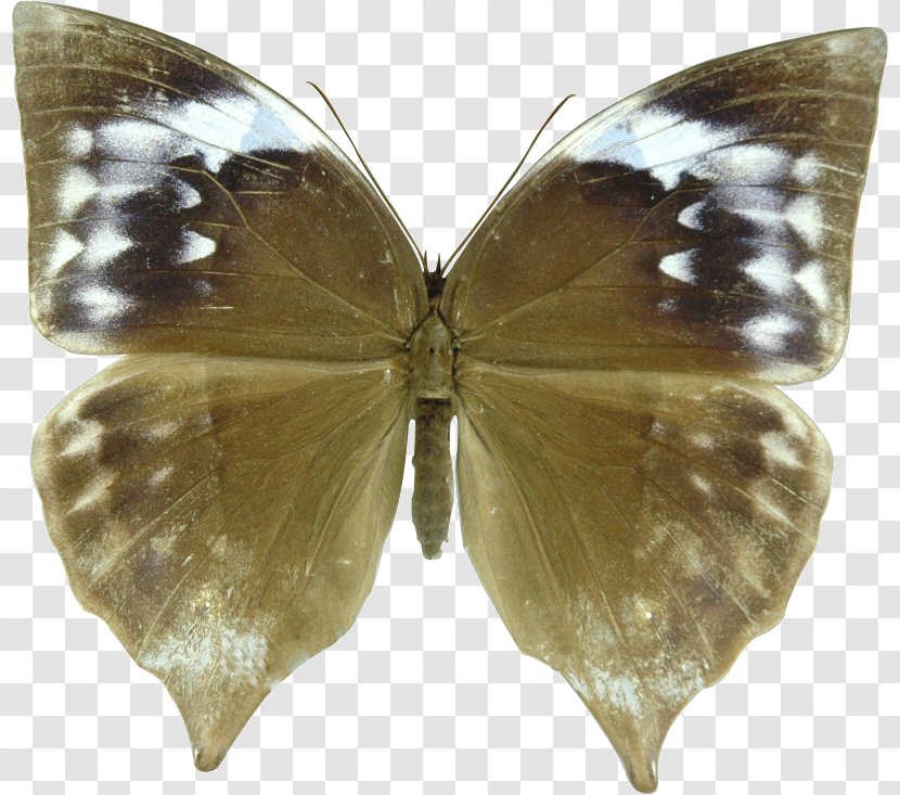 Brush-footed Butterflies Butterfly Pieridae Zeuxidia Amethystus Aurelius - Heart Transparent PNG