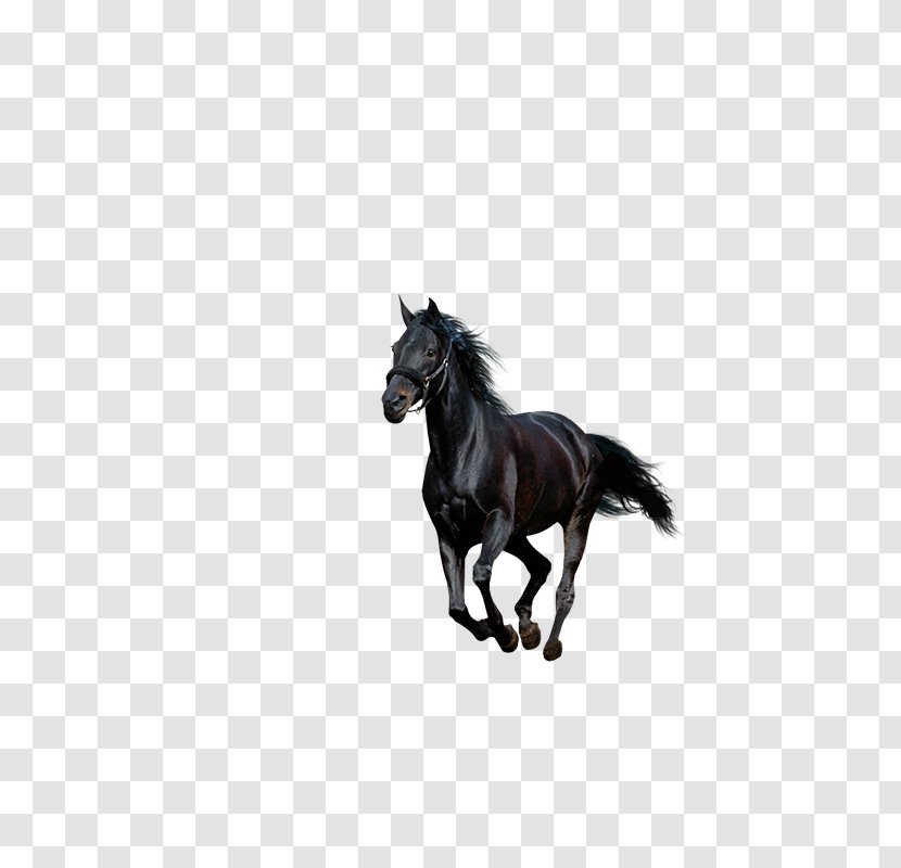 American Paint Horse Howrse Black - Livestock - Running Transparent PNG